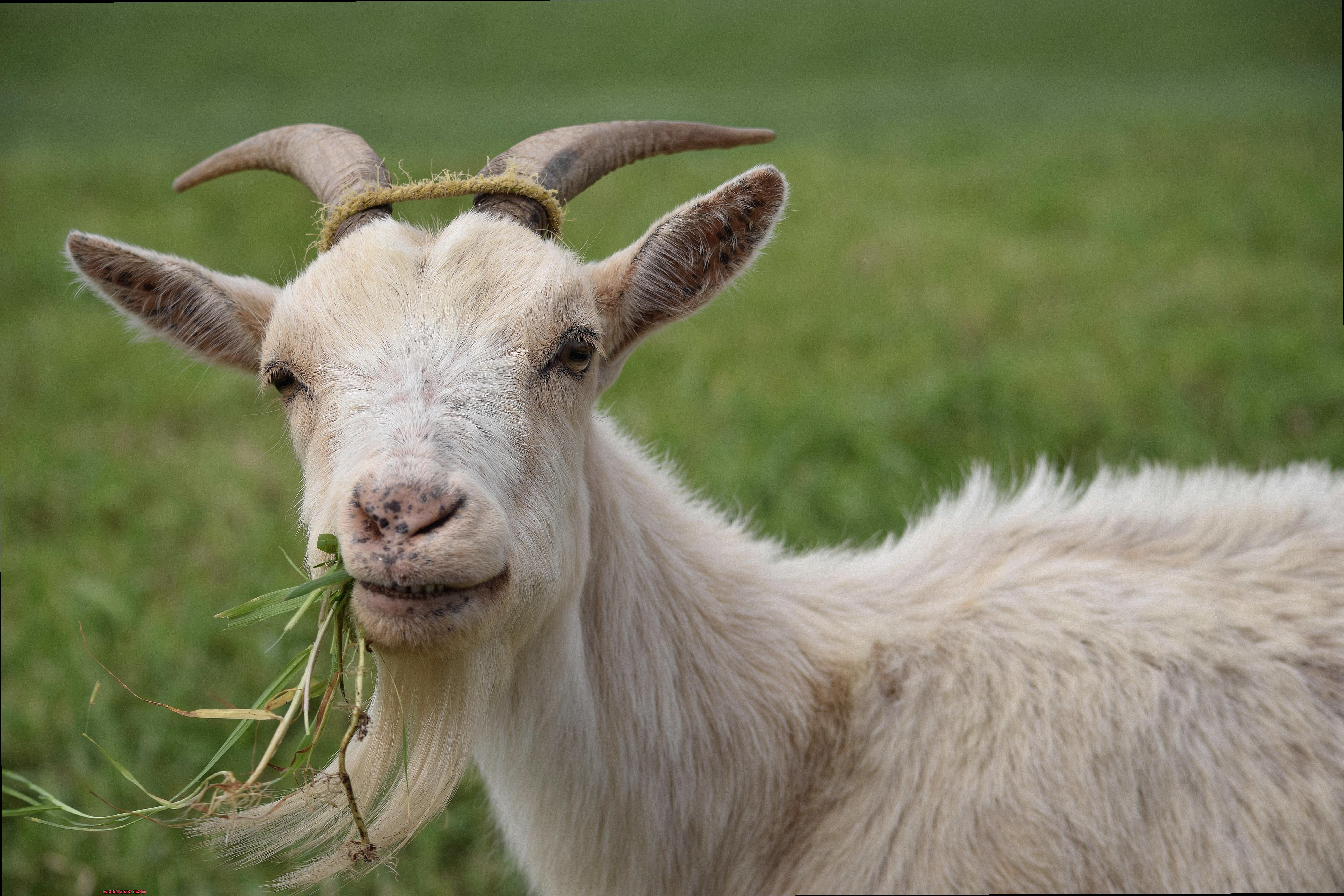 Can Goats Eat Kiwi-2
