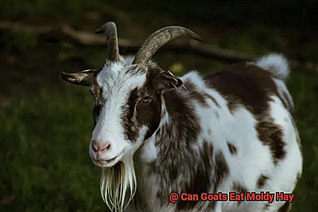 Can Goats Eat Moldy Hay-8