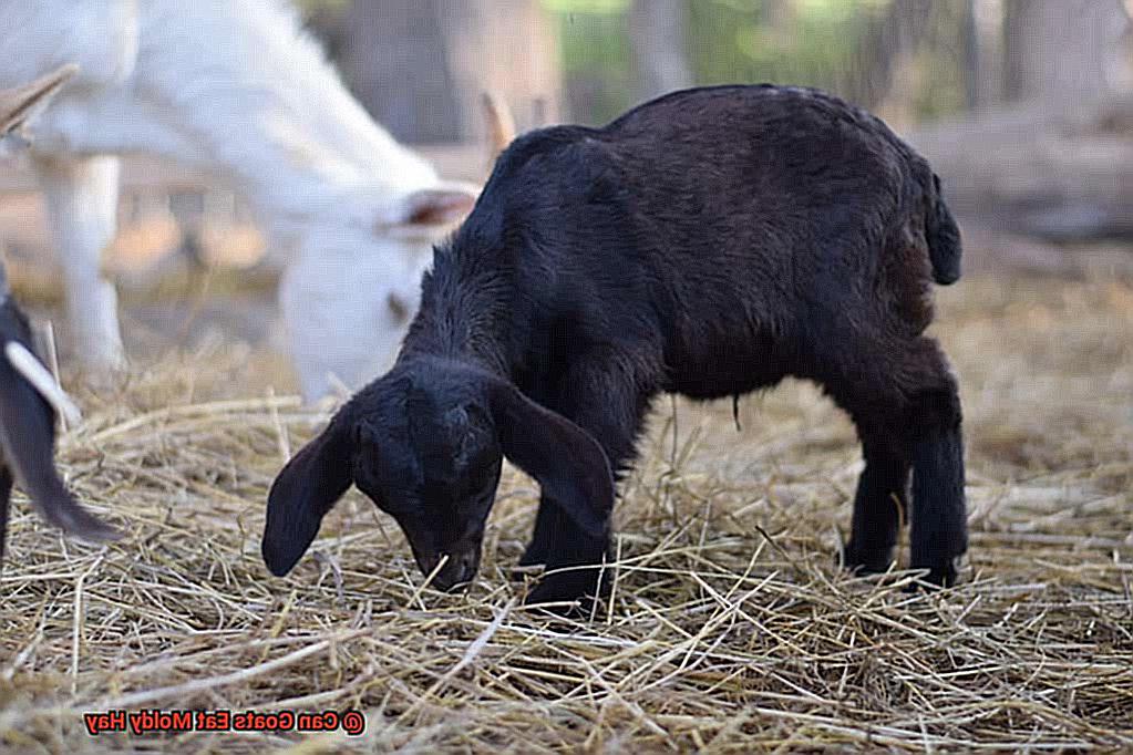 Can Goats Eat Moldy Hay-9