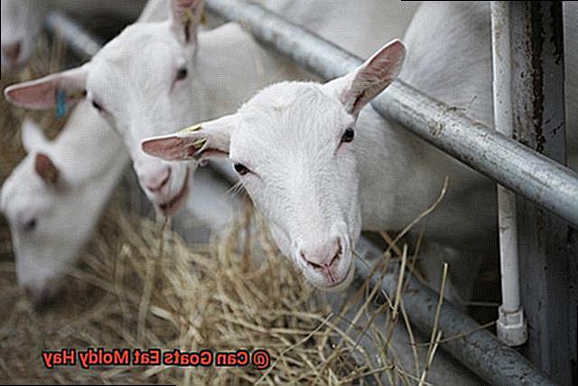 Can Goats Eat Moldy Hay-4