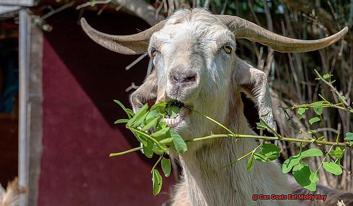 Can Goats Eat Moldy Hay-6