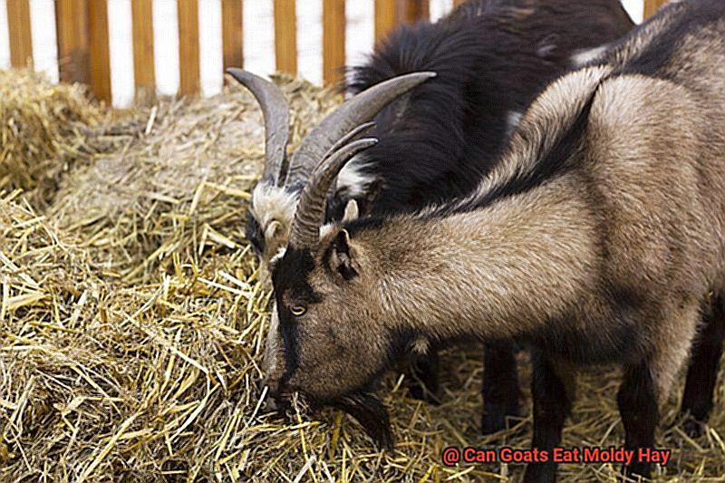 Can Goats Eat Moldy Hay-5