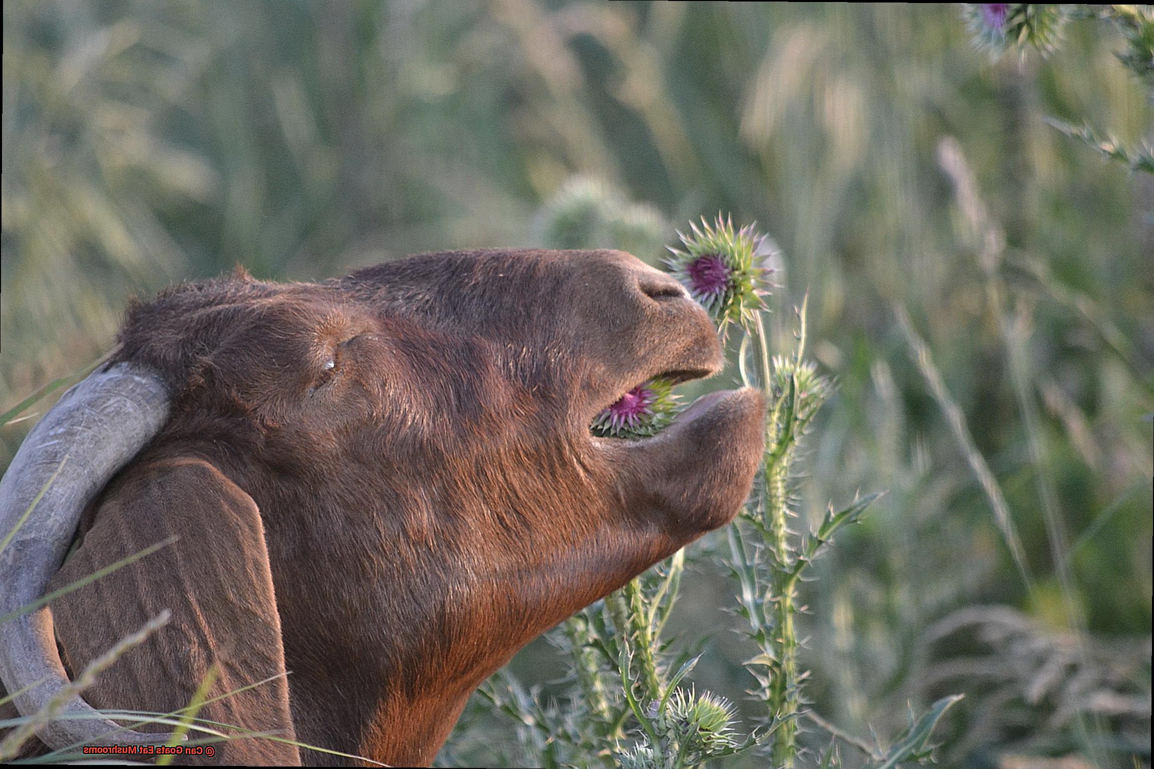 Can Goats Eat Mushrooms-5