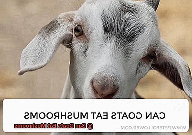 Can Goats Eat Mushrooms-6