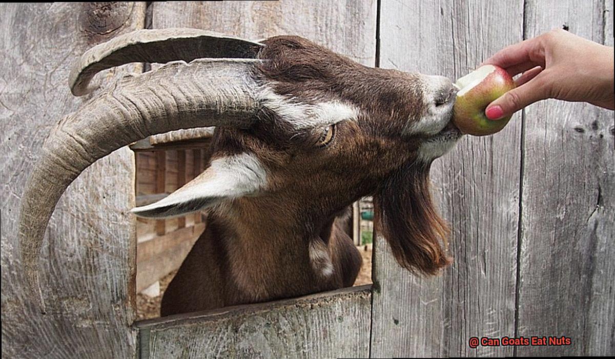 Can Goats Eat Nuts-3
