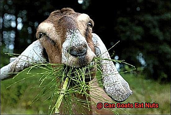 Can Goats Eat Nuts-5