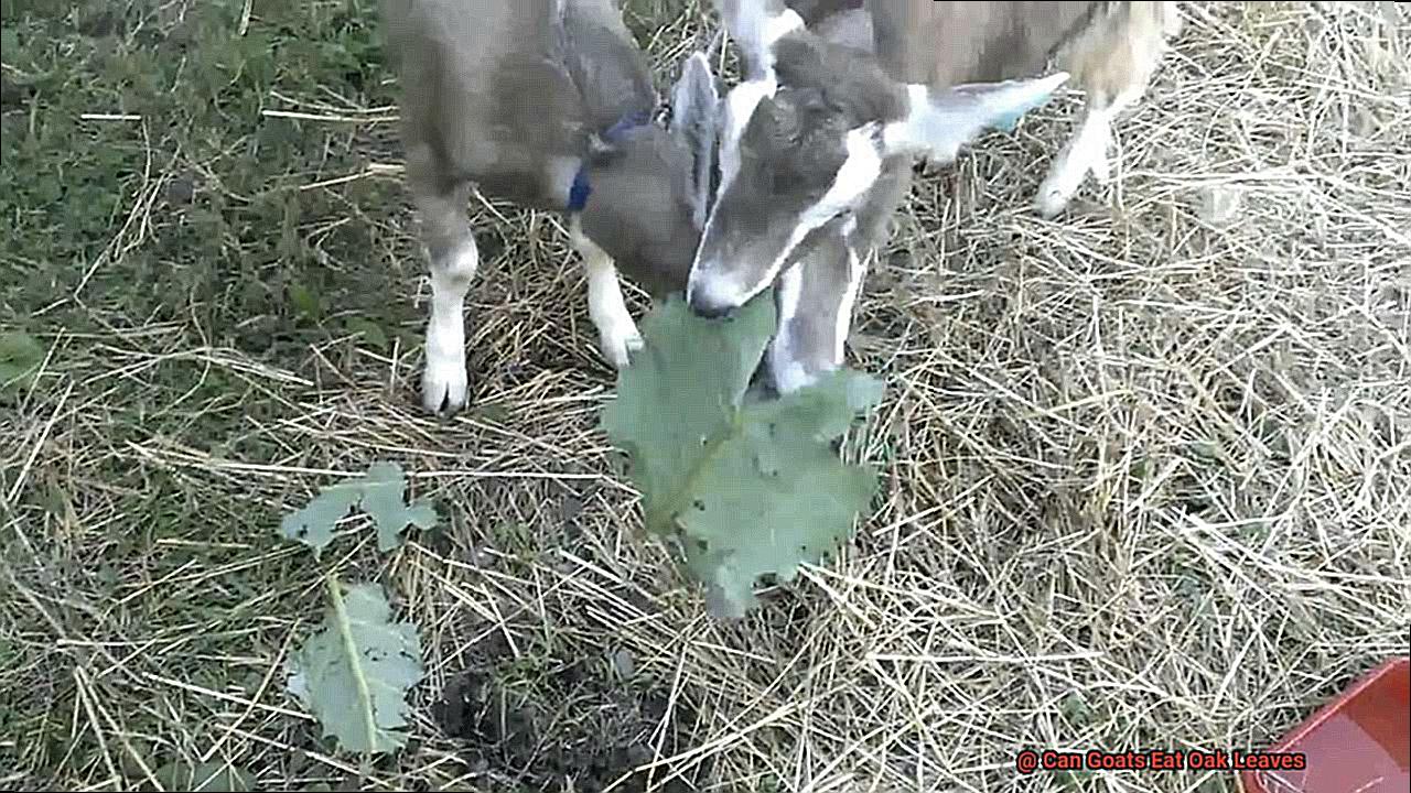 Can Goats Eat Oak Leaves-5