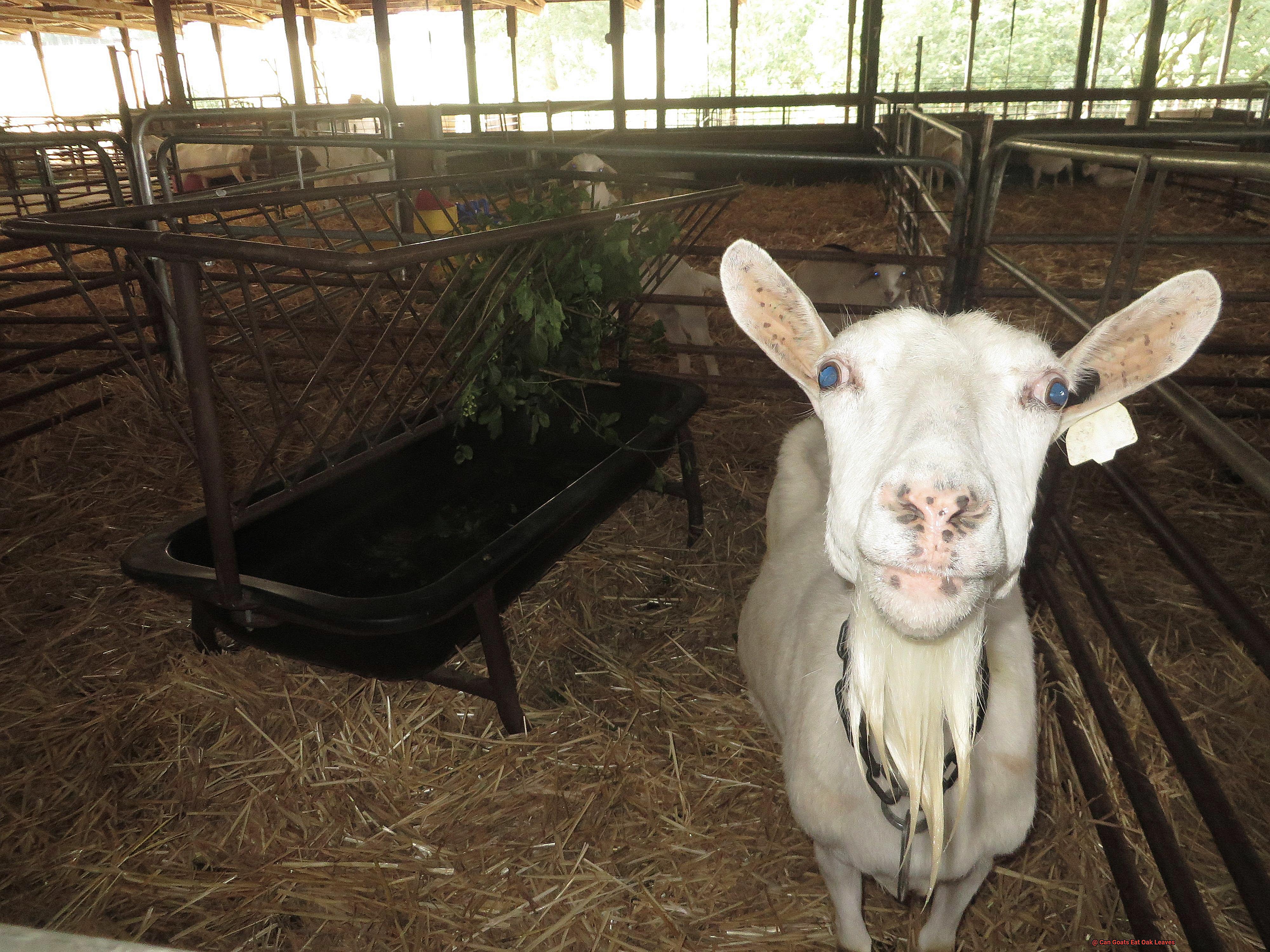 Can Goats Eat Oak Leaves-2