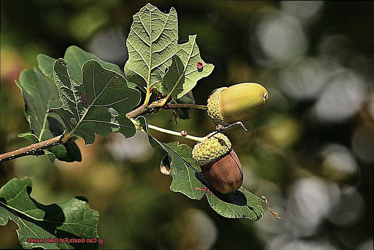 Can Goats Eat Oak Leaves-4