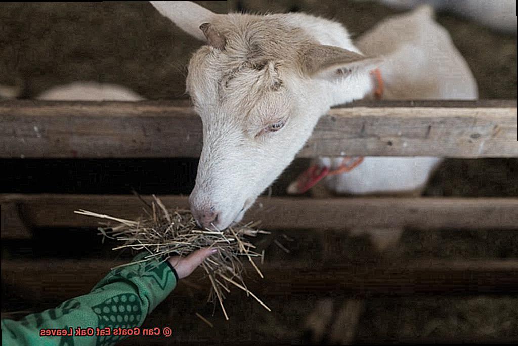 Can Goats Eat Oak Leaves-6