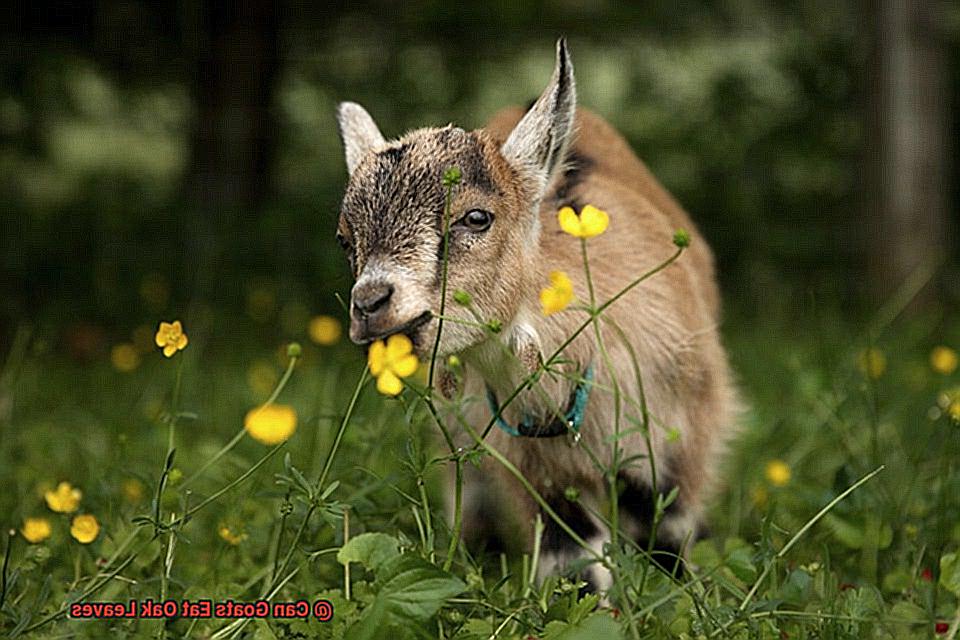 Can Goats Eat Oak Leaves-7