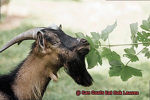 Can Goats Eat Oak Leaves-3