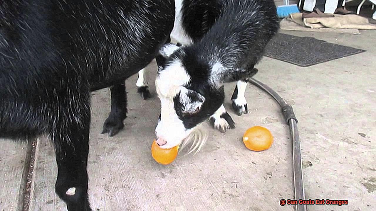 Can Goats Eat Oranges-5