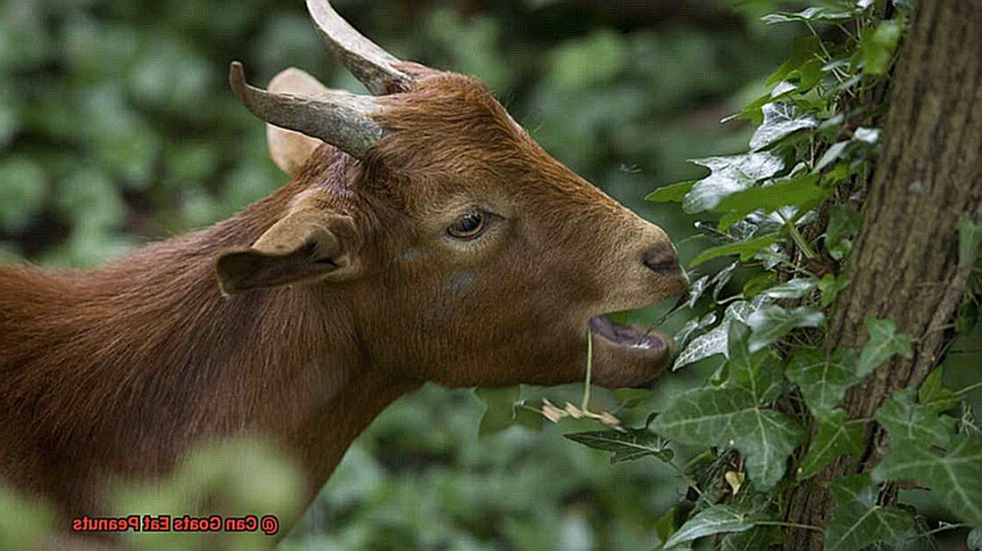 Can Goats Eat Peanuts-3