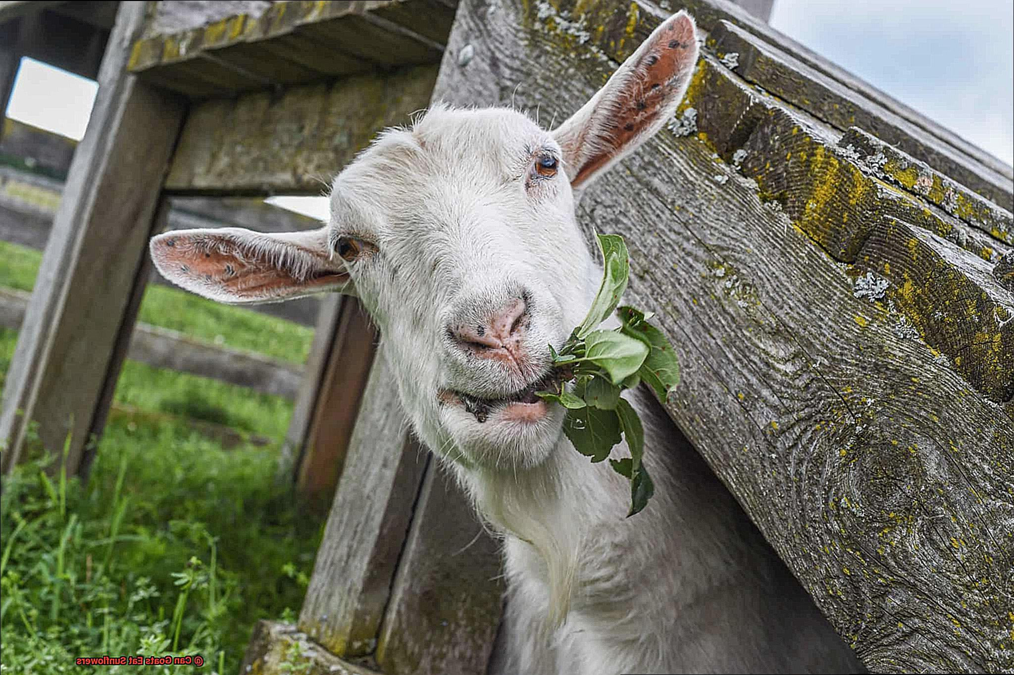 Can Goats Eat Sunflowers-4