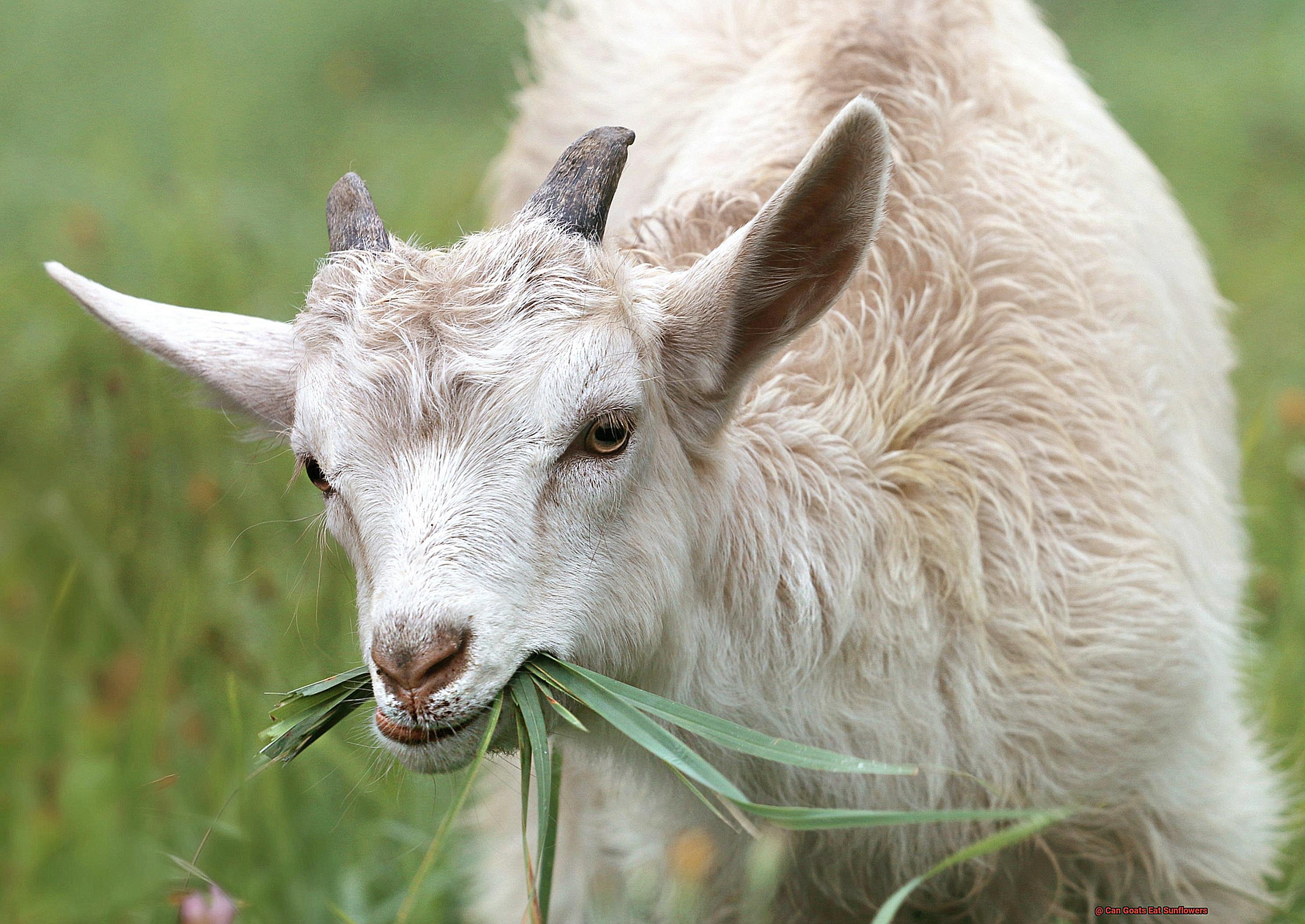 Can Goats Eat Sunflowers-2