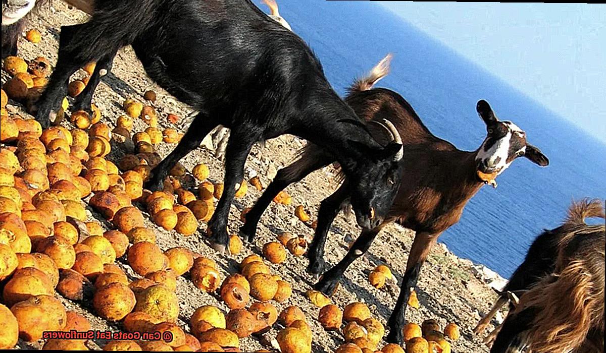 Can Goats Eat Sunflowers-3