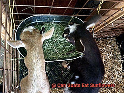 Can Goats Eat Sunflowers-5
