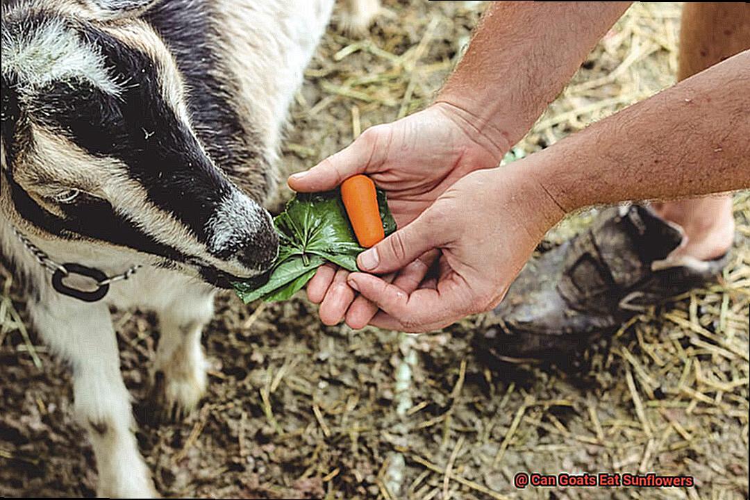 Can Goats Eat Sunflowers-6