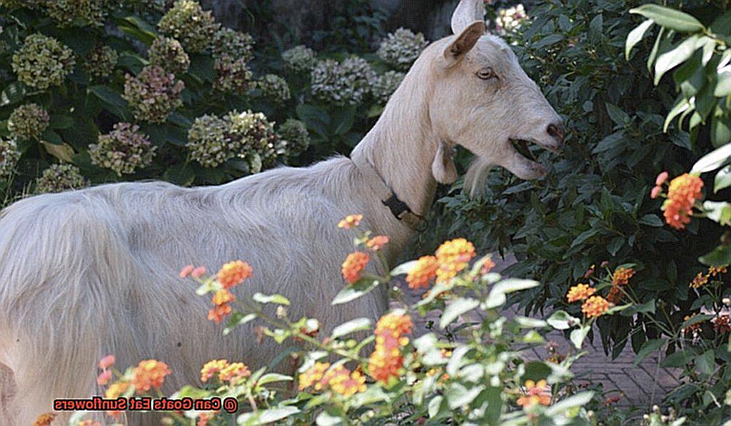 Can Goats Eat Sunflowers-7