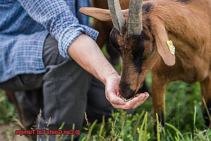 Can Goats Eat Turnips-2