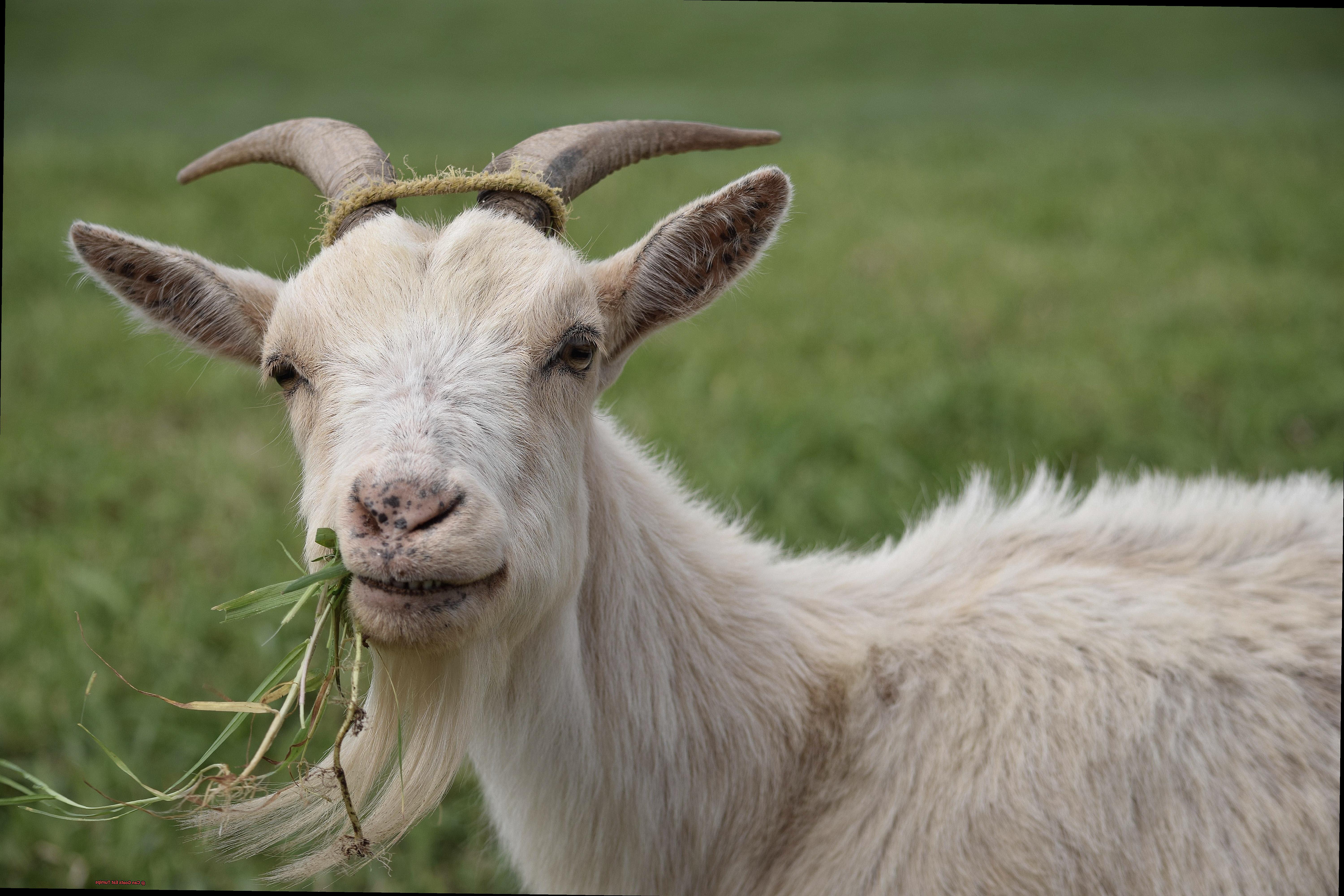 Can Goats Eat Turnips-4