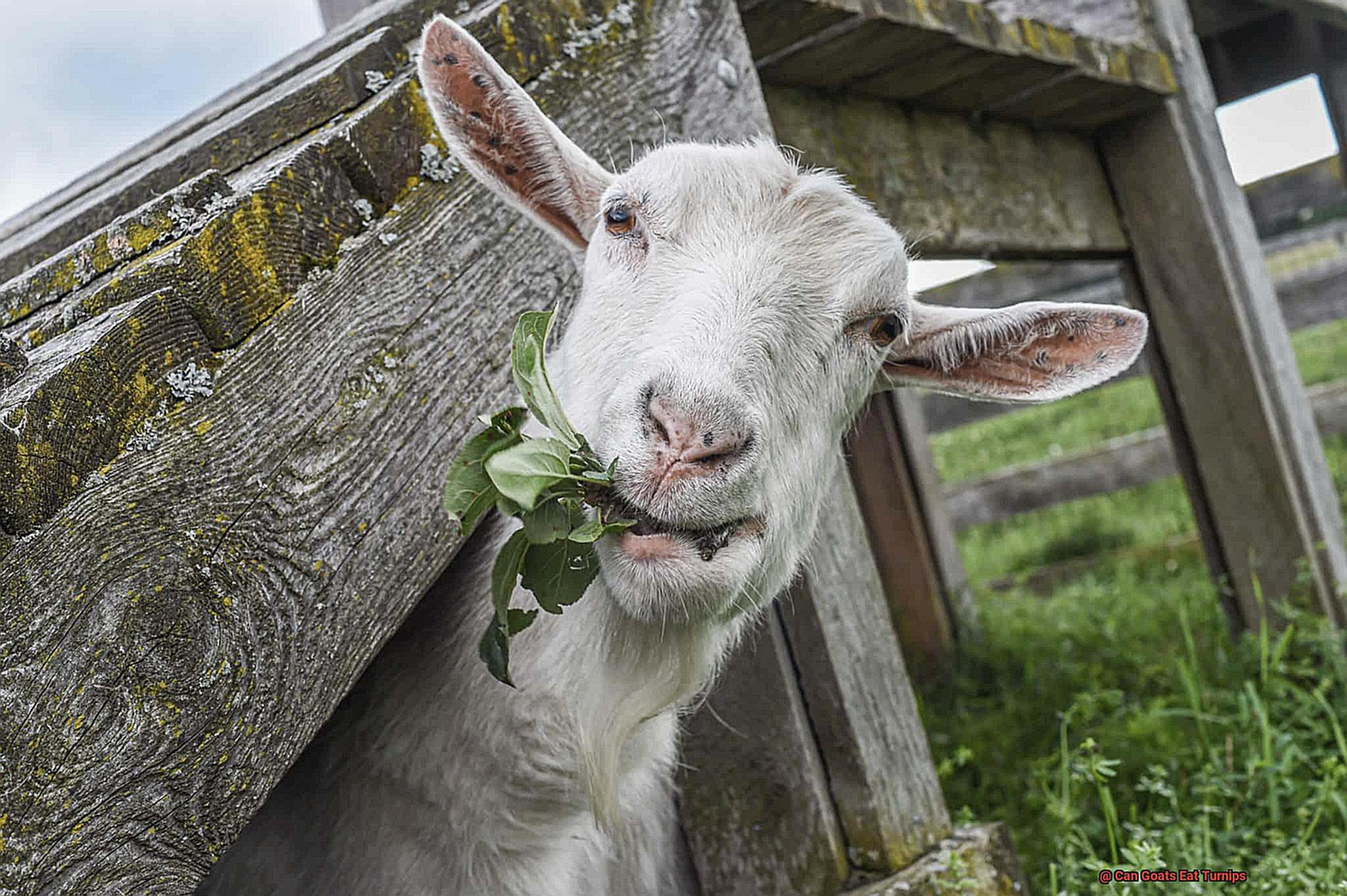 Can Goats Eat Turnips-3