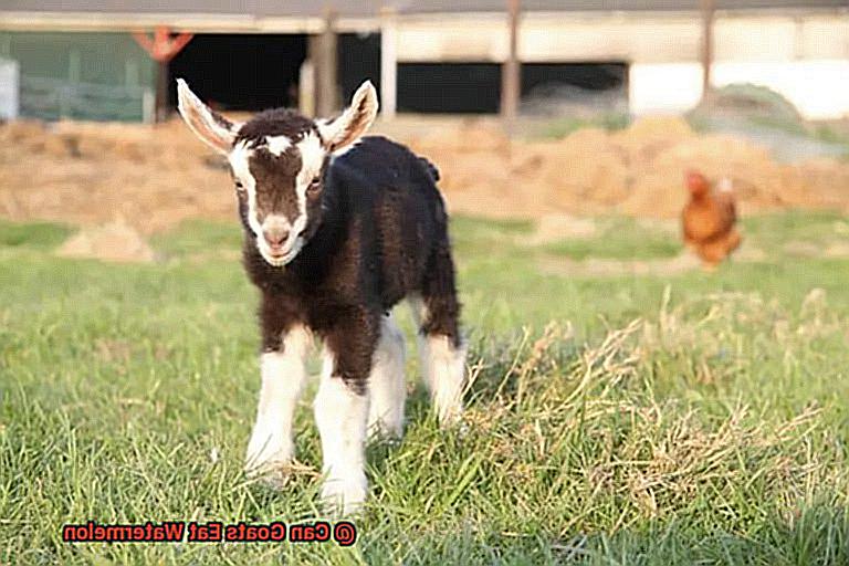 Can Goats Eat Watermelon-2