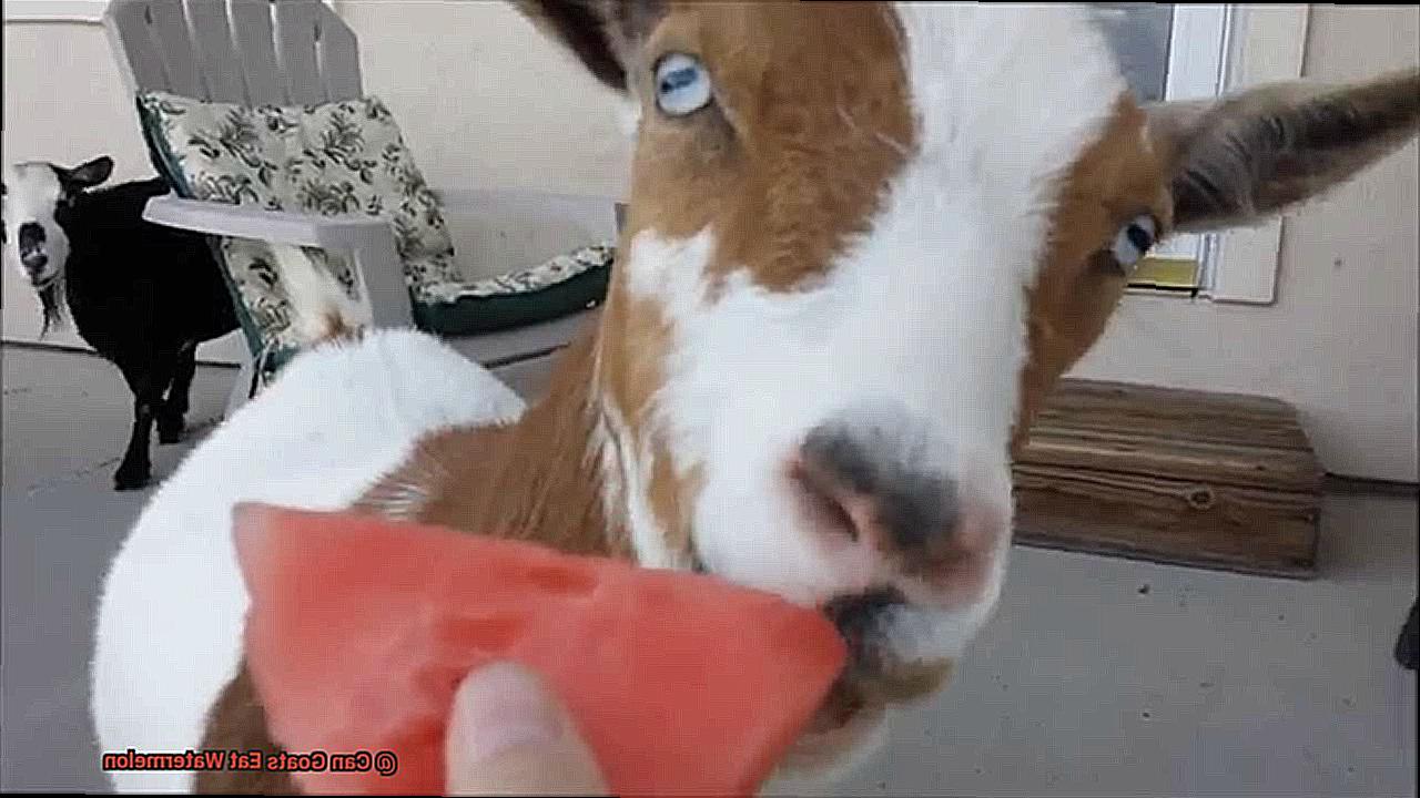 Can Goats Eat Watermelon-3