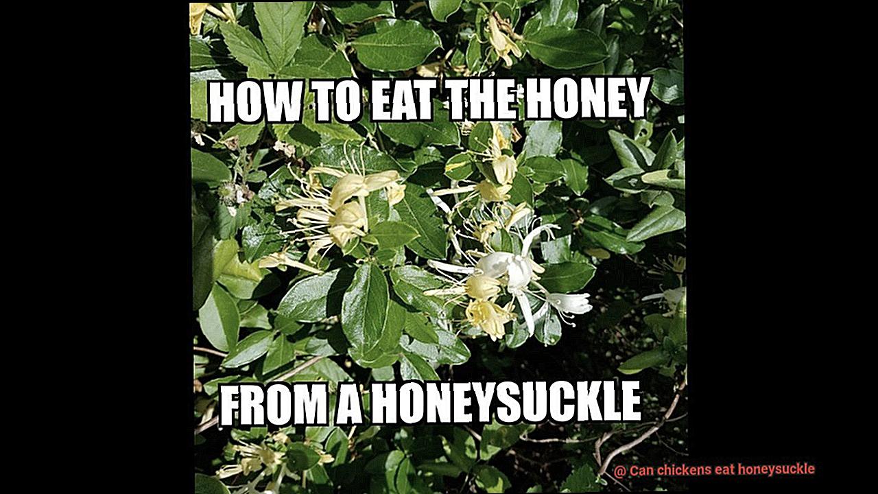 Can chickens eat honeysuckle-3