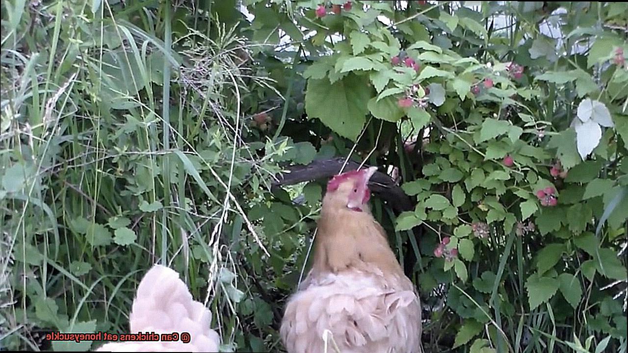 Can chickens eat honeysuckle-4