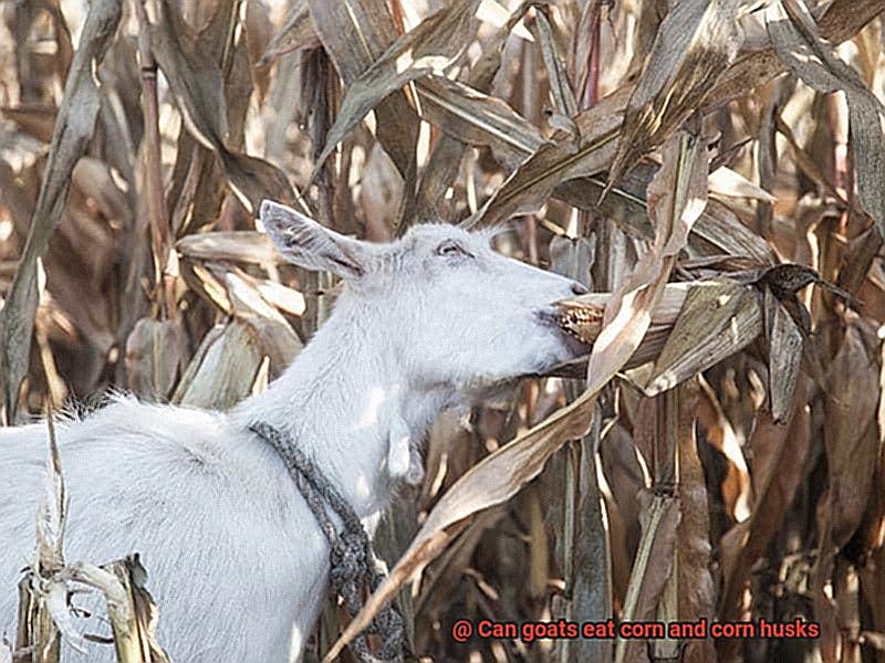 Can goats eat corn and corn husks-3