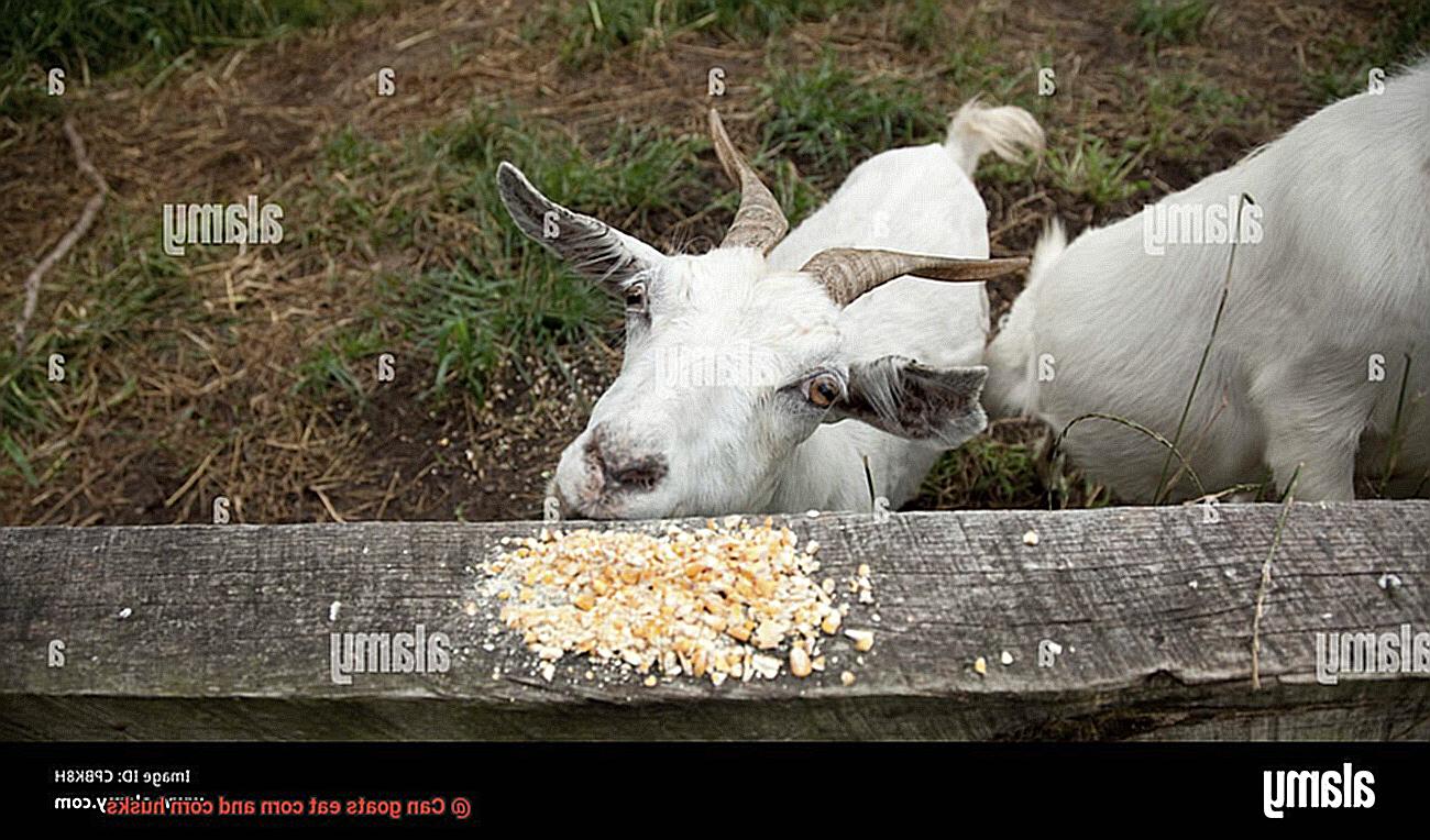 Can goats eat corn and corn husks-2