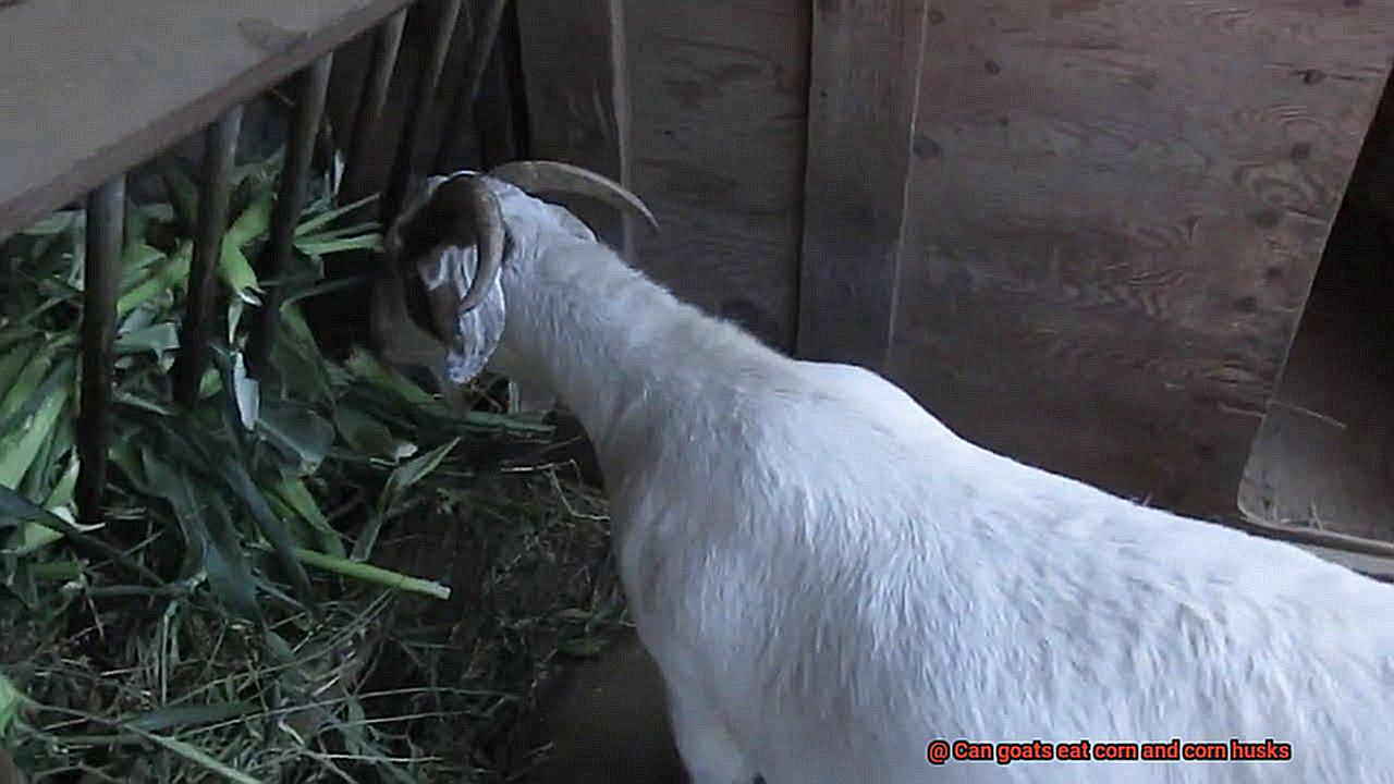 Can goats eat corn and corn husks-4