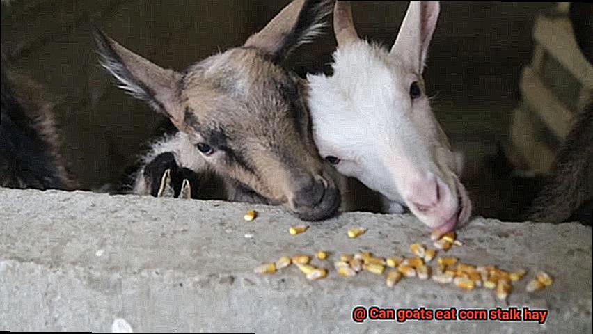Can goats eat corn stalk hay-3