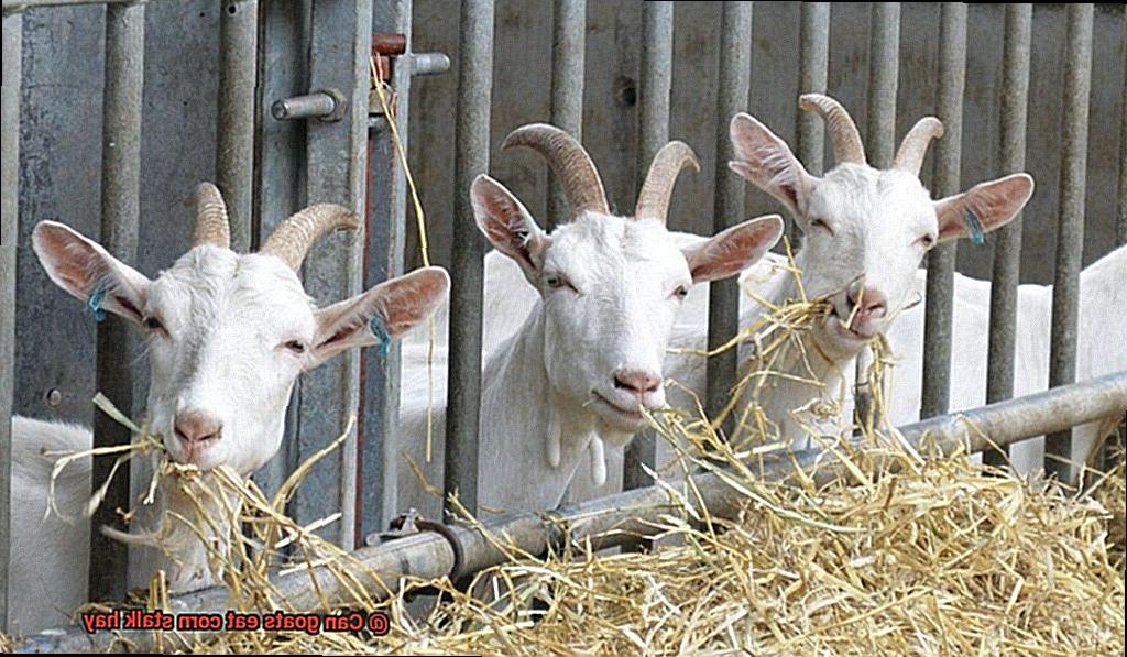 Can goats eat corn stalk hay-2