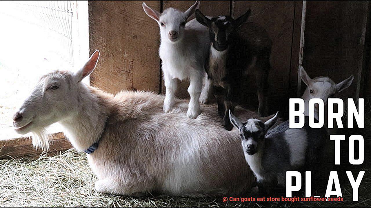 Can goats eat store bought sunflower seeds-3