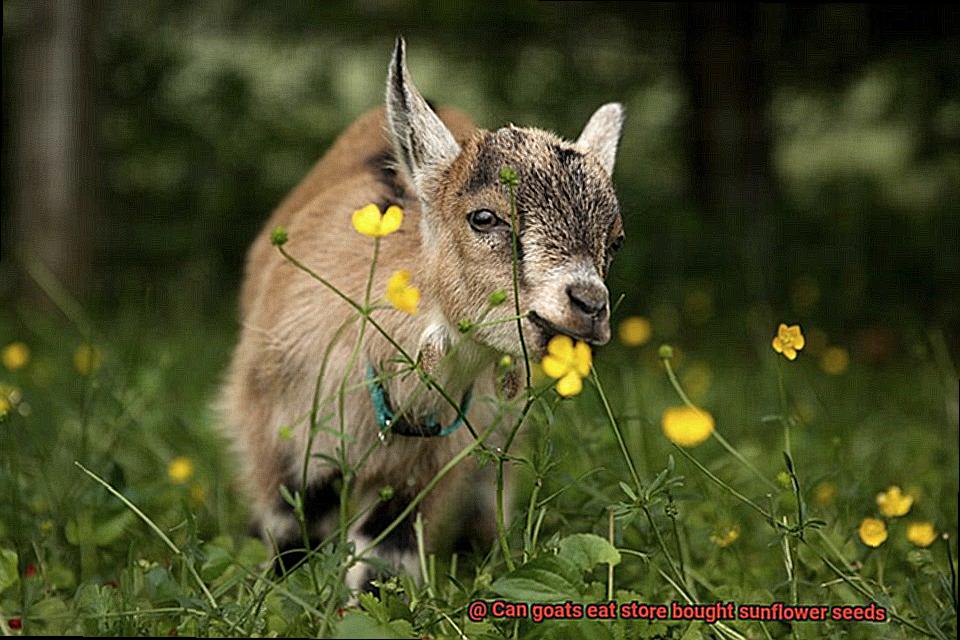 Can goats eat store bought sunflower seeds-6