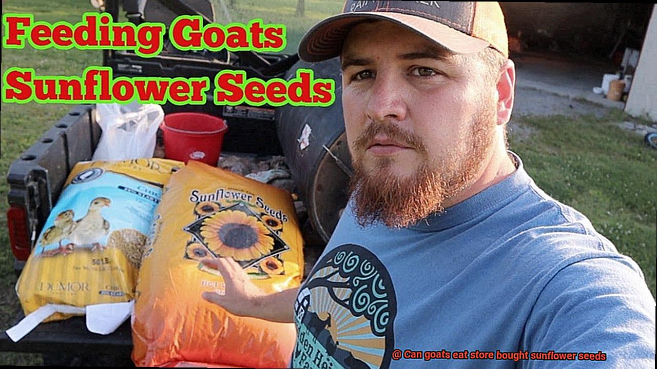 Can goats eat store bought sunflower seeds-2