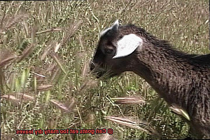 Can goats eat too many dry leaves-3