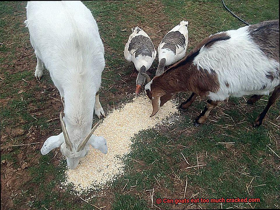 Can goats eat too much cracked corn-2