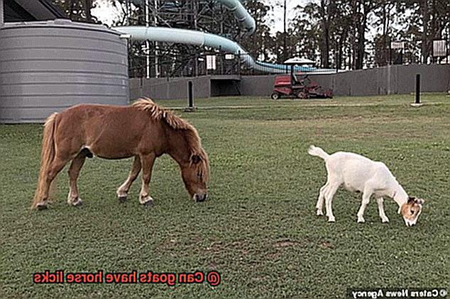Can goats have horse licks-3