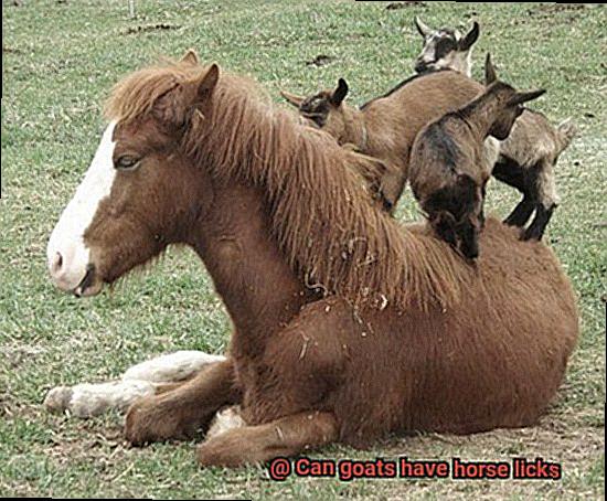 Can goats have horse licks-6