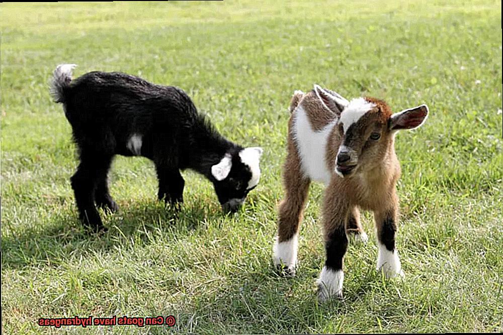 Can goats have hydrangeas-3