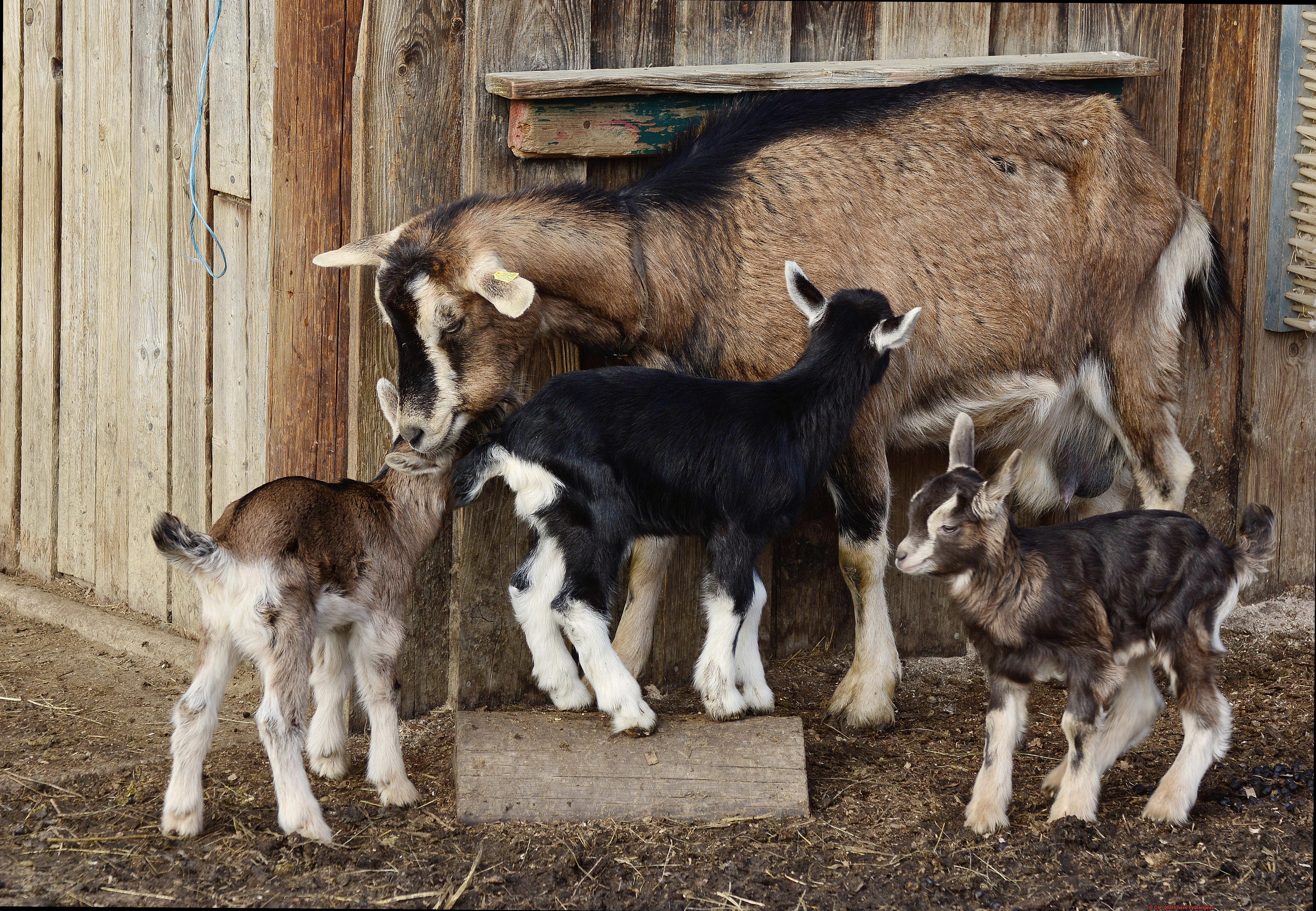 Can goats have hydrangeas-4