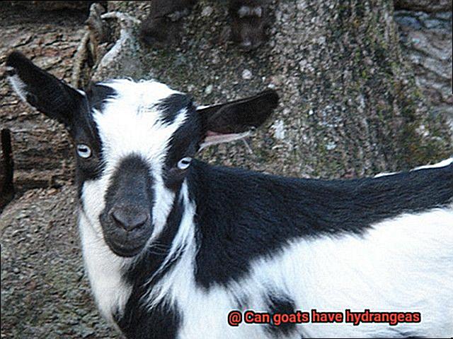 Can goats have hydrangeas-2