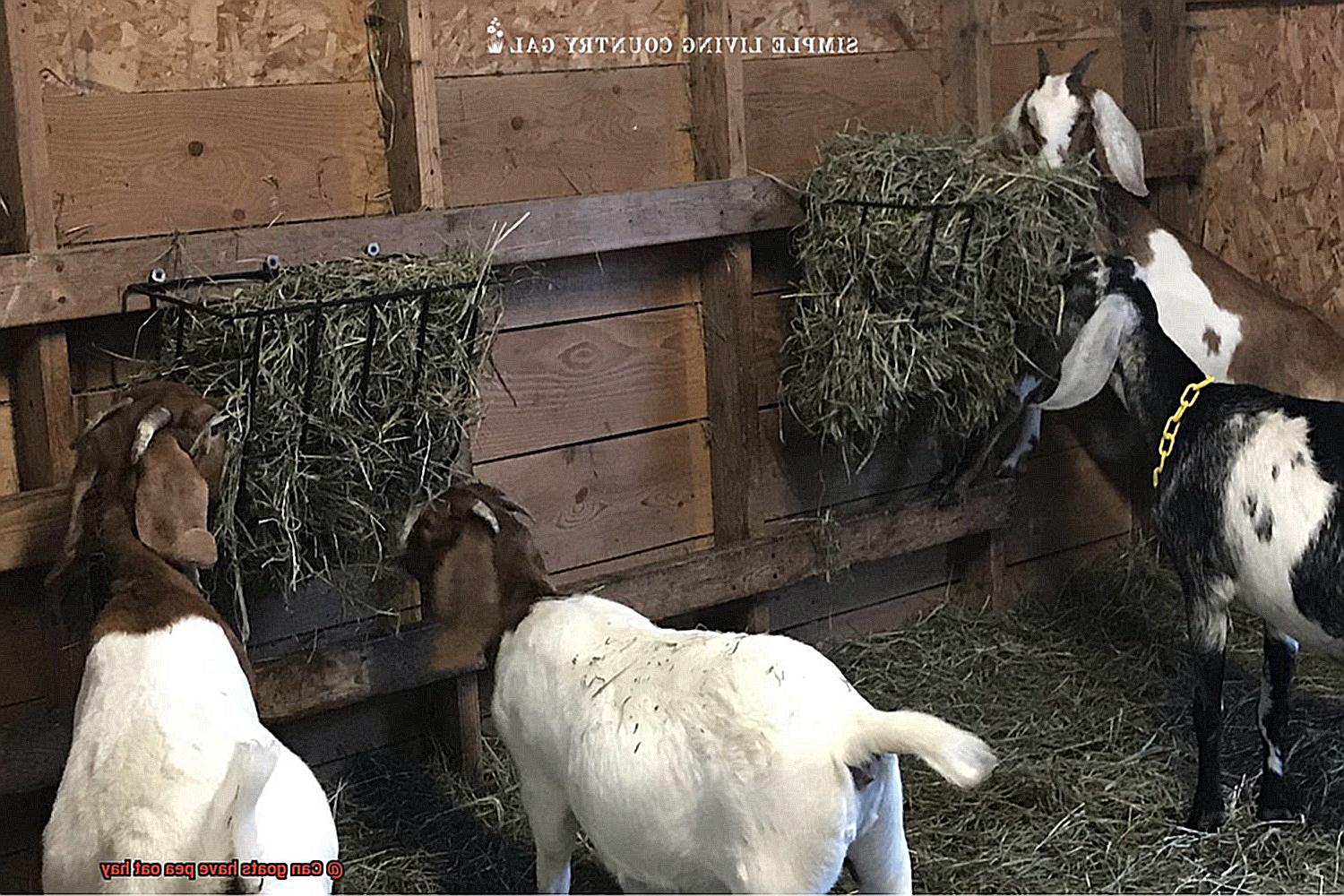 Can goats have pea oat hay-3