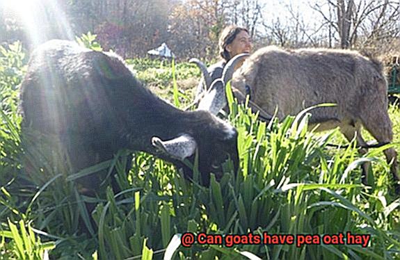 Can goats have pea oat hay-2