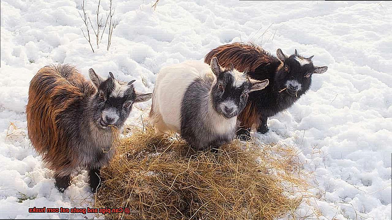 Can pigs and goats eat corn husks-5