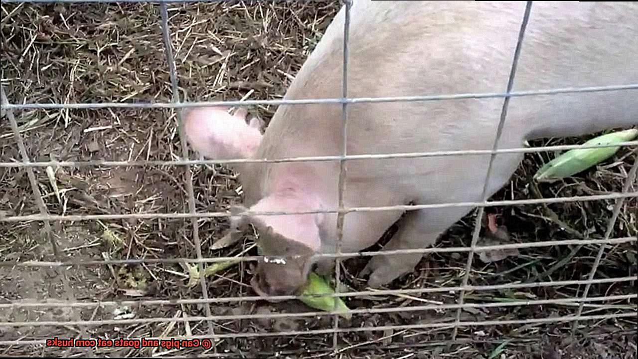 Can pigs and goats eat corn husks-3